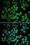 WD Repeat Domain 77 antibody, LS-C346245, Lifespan Biosciences, Immunofluorescence image 