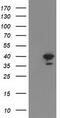 Reticulon 4 Interacting Protein 1 antibody, TA502545S, Origene, Western Blot image 