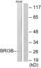 BRI3 Binding Protein antibody, LS-B8427, Lifespan Biosciences, Western Blot image 