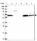 Bifunctional ATP-dependent dihydroxyacetone kinase/FAD-AMP lyase (cyclizing) antibody, HPA039486, Atlas Antibodies, Western Blot image 