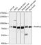 Poly(ADP-Ribose) Polymerase Family Member 12 antibody, GTX66248, GeneTex, Western Blot image 