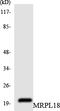 Mitochondrial Ribosomal Protein L18 antibody, LS-C200214, Lifespan Biosciences, Western Blot image 