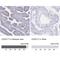 Coiled-Coil Domain Containing 17 antibody, NBP1-93860, Novus Biologicals, Immunohistochemistry paraffin image 