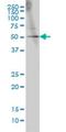 GA Binding Protein Transcription Factor Subunit Alpha antibody, H00002551-M04, Novus Biologicals, Western Blot image 