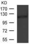 NRSF antibody, TA324112, Origene, Western Blot image 