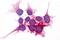 Purinergic Receptor P2Y14 antibody, GTX71177, GeneTex, Immunocytochemistry image 