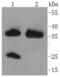 Arginase 1 antibody, NBP2-67397, Novus Biologicals, Western Blot image 