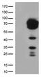 CD5 Molecule antibody, GTX84709, GeneTex, Western Blot image 