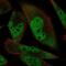RNA Binding Motif Protein 24 antibody, NBP2-57328, Novus Biologicals, Immunofluorescence image 