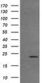 RASL7B antibody, MA5-26143, Invitrogen Antibodies, Western Blot image 