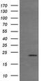 Ras Homolog Family Member J antibody, MA5-26143, Invitrogen Antibodies, Western Blot image 