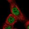 Coiled-Coil Domain Containing 97 antibody, NBP1-91768, Novus Biologicals, Immunofluorescence image 