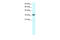 Chromobox 4 antibody, 27-261, ProSci, Western Blot image 