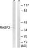 Ras Association Domain Family Member 2 antibody, LS-C120298, Lifespan Biosciences, Western Blot image 
