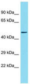 KIF1 Binding Protein antibody, TA343209, Origene, Western Blot image 