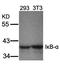 NFKB Inhibitor Alpha antibody, orb14528, Biorbyt, Western Blot image 