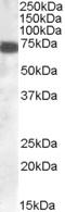 Zinc Finger DHHC-Type Containing 13 antibody, LS-B10282, Lifespan Biosciences, Western Blot image 