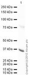 Lactate Dehydrogenase B antibody, ab85319, Abcam, Western Blot image 