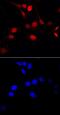 KI-67 antibody, AF7649, R&D Systems, Immunocytochemistry image 
