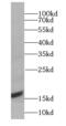 LC3A antibody, FNab04719, FineTest, Western Blot image 