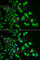 Dehydrogenase/Reductase 2 antibody, A6446, ABclonal Technology, Immunofluorescence image 