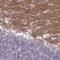 Polypeptide N-Acetylgalactosaminyltransferase 13 antibody, NBP2-31837, Novus Biologicals, Immunohistochemistry frozen image 