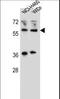 WT1 Interacting Protein antibody, LS-B12765, Lifespan Biosciences, Western Blot image 