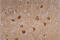 Neurofilament Heavy antibody, LS-C45875, Lifespan Biosciences, Immunohistochemistry frozen image 