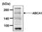 ATP Binding Cassette Subfamily A Member 1 antibody, PA5-22908, Invitrogen Antibodies, Western Blot image 