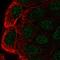 Cbl Proto-Oncogene C antibody, HPA035266, Atlas Antibodies, Immunofluorescence image 