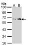 Fukutin antibody, orb89992, Biorbyt, Western Blot image 