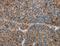 Alpha-1-Microglobulin/Bikunin Precursor antibody, LS-C401225, Lifespan Biosciences, Immunohistochemistry frozen image 