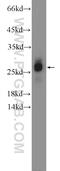 Zinc Finger Protein 740 antibody, 25411-1-AP, Proteintech Group, Western Blot image 