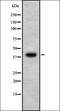 Surfactant Protein B antibody, orb337411, Biorbyt, Western Blot image 
