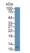 C-C motif chemokine 18 antibody, LS-C296147, Lifespan Biosciences, Western Blot image 