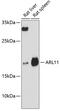 ADP Ribosylation Factor Like GTPase 11 antibody, 14-864, ProSci, Western Blot image 