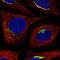 Mannosidase Endo-Alpha Like antibody, NBP2-56021, Novus Biologicals, Immunofluorescence image 