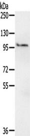 ER Membrane Protein Complex Subunit 1 antibody, TA351553, Origene, Western Blot image 