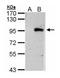 Endothelin Converting Enzyme Like 1 antibody, GTX103771, GeneTex, Western Blot image 