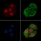 Polo Like Kinase 1 antibody, GTX03368, GeneTex, Immunofluorescence image 