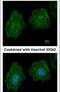 Filamin A antibody, PA5-29598, Invitrogen Antibodies, Immunofluorescence image 