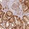 Methylenetetrahydrofolate Dehydrogenase (NADP+ Dependent) 1 Like antibody, PA5-56046, Invitrogen Antibodies, Immunohistochemistry frozen image 