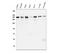Cytoskeleton Associated Protein 5 antibody, M05324, Boster Biological Technology, Western Blot image 