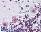 Paired Box 4 antibody, LS-B3487, Lifespan Biosciences, Immunohistochemistry paraffin image 