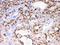 Cytochrome P450 Family 3 Subfamily A Member 4 antibody, PB10055, Boster Biological Technology, Immunohistochemistry frozen image 