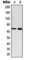 Paxillin antibody, LS-C354072, Lifespan Biosciences, Western Blot image 