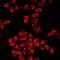 Gastrin cell antibody, LS-C667820, Lifespan Biosciences, Immunofluorescence image 