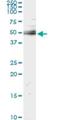 Ubiquitin Associated And SH3 Domain Containing A antibody, H00053347-M01, Novus Biologicals, Immunoprecipitation image 