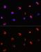 Aryl Hydrocarbon Receptor Interacting Protein Like 1 antibody, GTX55497, GeneTex, Immunocytochemistry image 