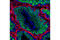 Piwi Like RNA-Mediated Gene Silencing 1 antibody, 2079S, Cell Signaling Technology, Immunofluorescence image 